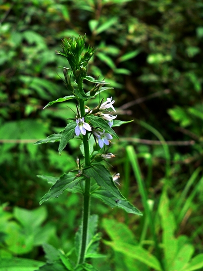 {Lobelia inflata}